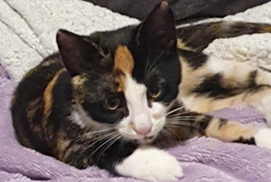 Discovery alert Cat Female Paris France