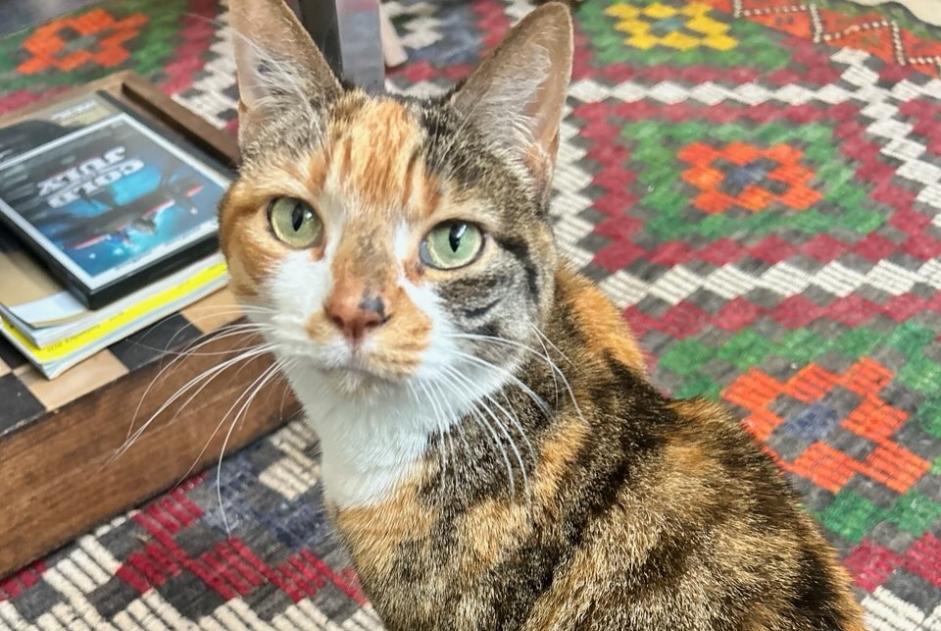 Alerta de Desaparición Gato Hembra , 9 años Paris Francia