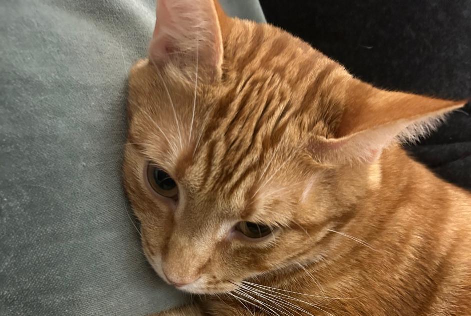 Alerta de Desaparición Gato Macho , 2 años Paris Francia