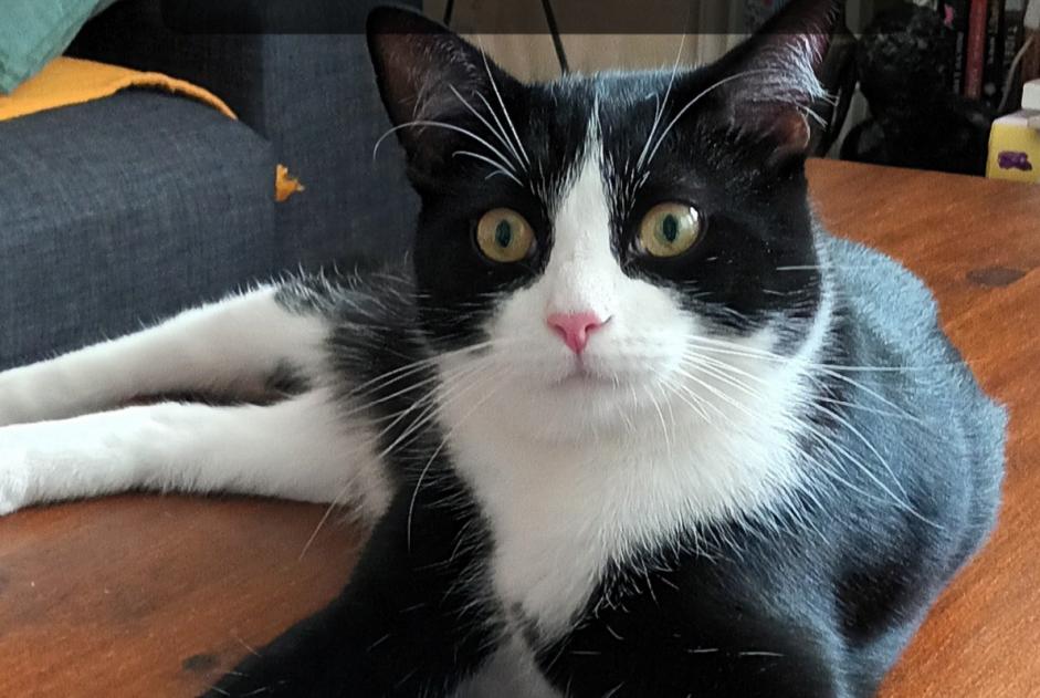 Alerte Disparition Chat croisement  Mâle , 2 ans Paris France