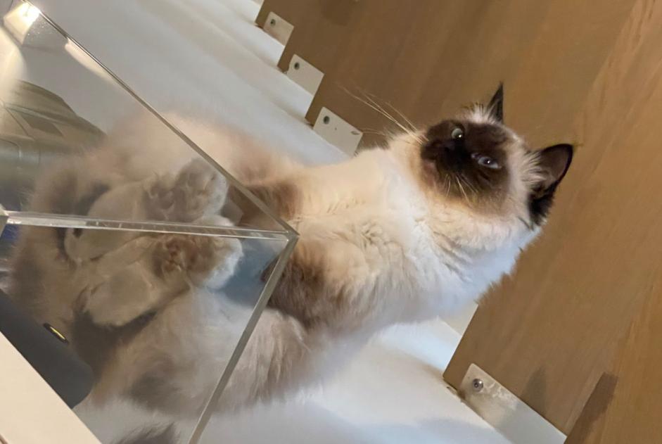 Alerte Disparition Chat Femelle , 6 ans Paris France Alerte Disparition Chat Femelle , 6 ans Paris France