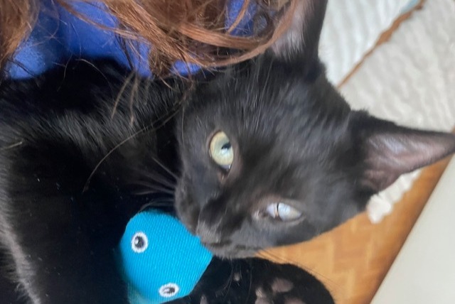 Alerte Disparition Chat Mâle , 1 ans Paris France