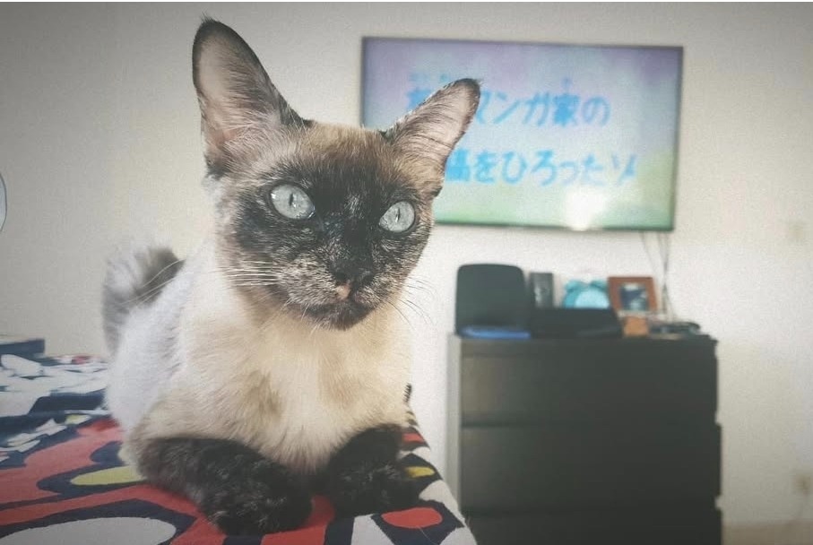 Alerte Disparition Chat Femelle , 5 ans Paris France Alerte Disparition Chat Femelle , 5 ans Paris France