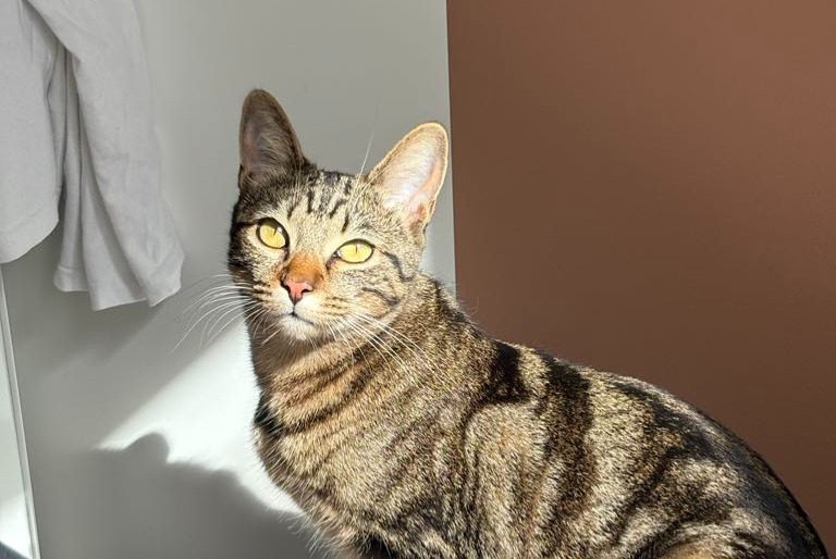 Alerte Disparition Chat Femelle , 1 ans Paris France Alerte Disparition Chat Femelle , 1 ans Paris France