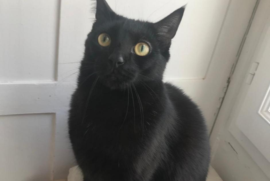 Alerte Disparition Chat Mâle , 5 ans Paris France Alerte Disparition Chat Mâle , 5 ans Paris France