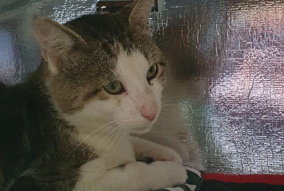 Alerte Découverte Chat Mâle Paris France Alerte Découverte Chat Mâle Paris France