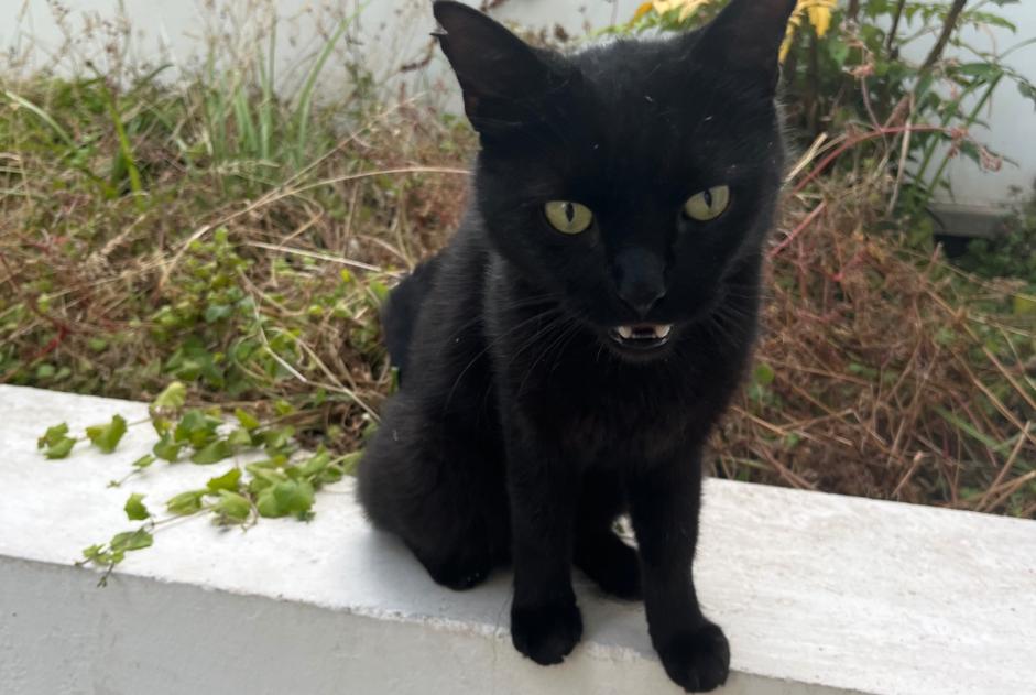 Alerte Découverte Chat Inconnu Paris France Alerte Découverte Chat Inconnu Paris France
