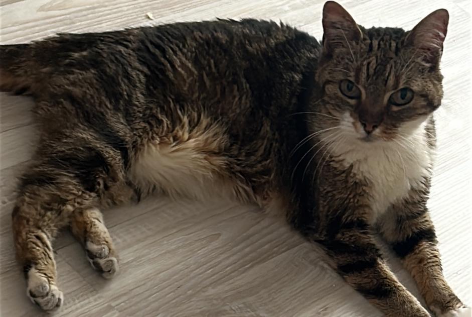 Alerte Disparition Chat Femelle , 10 ans Paris France
