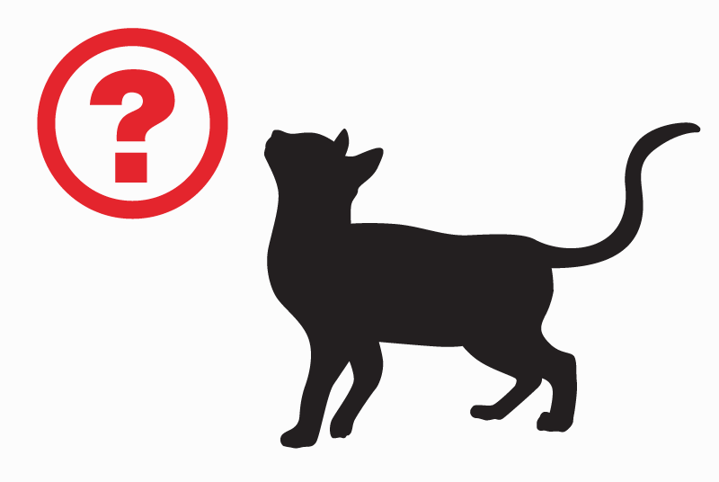 Discovery alert Cat Female Paris France
